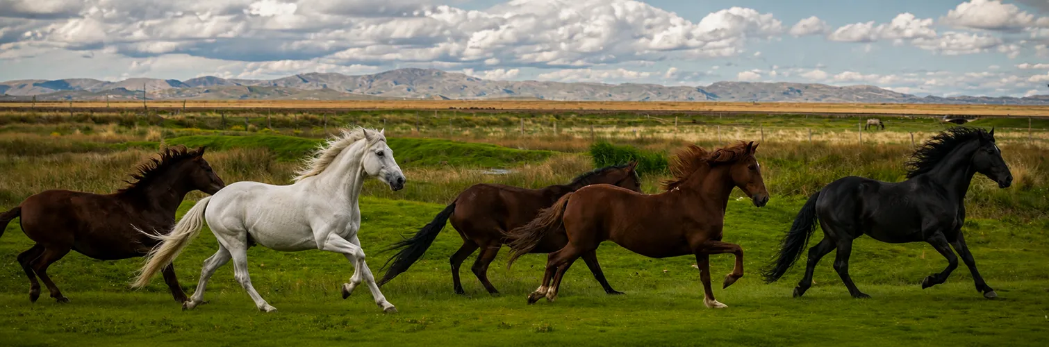 Horses running