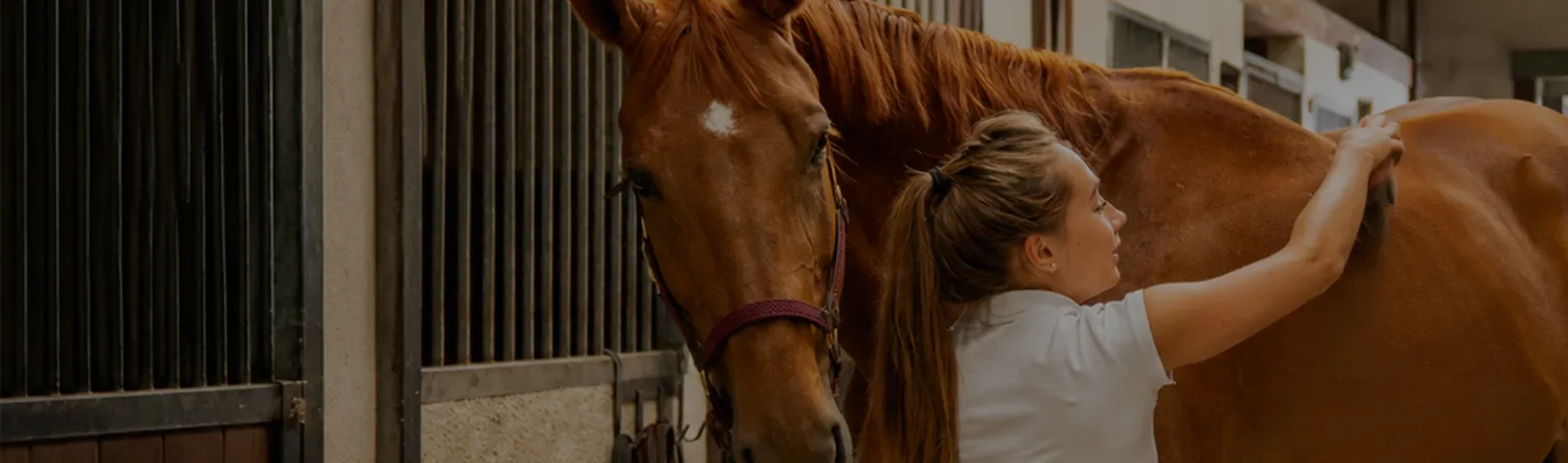 Horse rescue